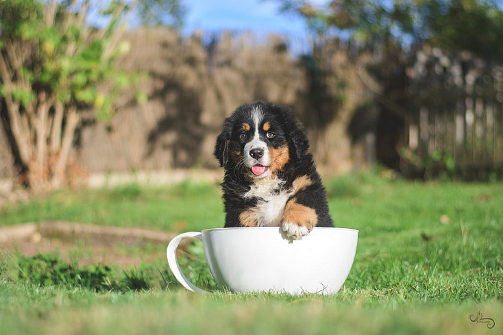 15 Increíbles Fotos de Perros que te Animarán a Hacer una Sesión Fotográfica con Ellos